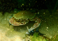 Ovalipes australiensis