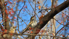 Turdus atrogularis