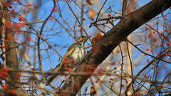 Turdus atrogularis