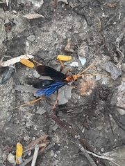 Leptodialepis bipartitus