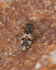 Patapius spinosus