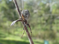 Salsa brisbanae