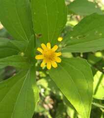 Melampodium divaricatum