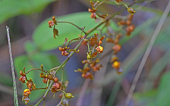 Cyrtochilum