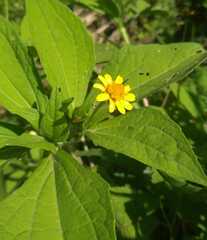 Melampodium divaricatum