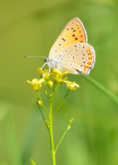 Lycaena alciphron
