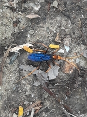 Leptodialepis bipartitus