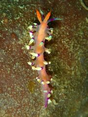 Coryphellina exoptata