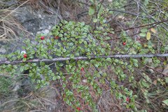 Cotoneaster horizontalis