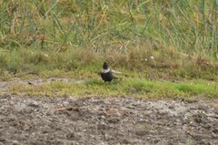 Turdus torquatus
