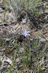 Thelymitra nuda