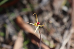 Caladenia leptochila
