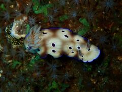 Hypselodoris tryoni