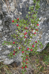 Cotoneaster horizontalis