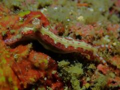 Hypselodoris decorata