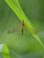 Tipula