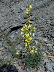 Linaria