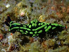 Nembrotha kubaryana
