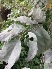 Combretum quadrangulare