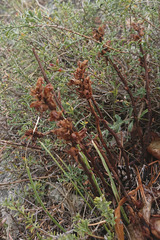 Orobanche gracilis