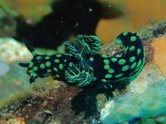 Nembrotha cristata