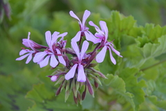 Pelargonium zonale