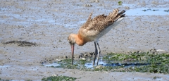Limosa limosa