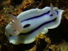 Chromodoris lochi