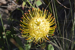 Leucospermum cuneiforme