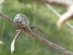 Salsa brisbanae