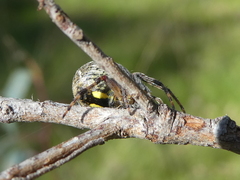 Salsa brisbanae
