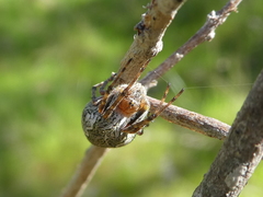 Salsa brisbanae