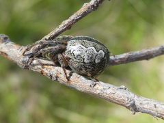 Salsa brisbanae