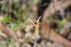 Caladenia leptochila