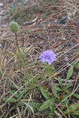 Scabiosa canescens