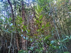 Castanopsis carlesii