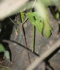 Sceloporus formosus