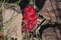 Hyobanche sanguinea