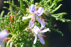 Pelargonium radens