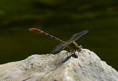 Erpetogomphus designatus