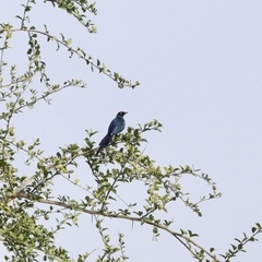 Lamprotornis caudatus