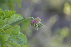 Pelargonium zonale