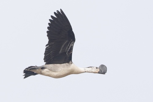 Knob-billed Duck