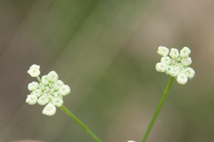 Seseli hippomarathrum