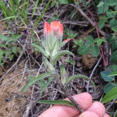 Castilleja nervata