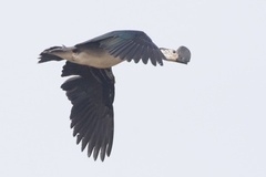 Sarkidiornis melanotos