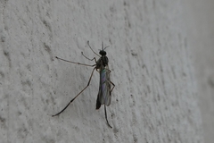 Sylvicola