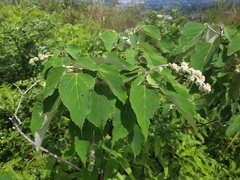 Mallotus apelta