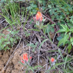 Castilleja nervata