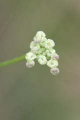 Seseli hippomarathrum